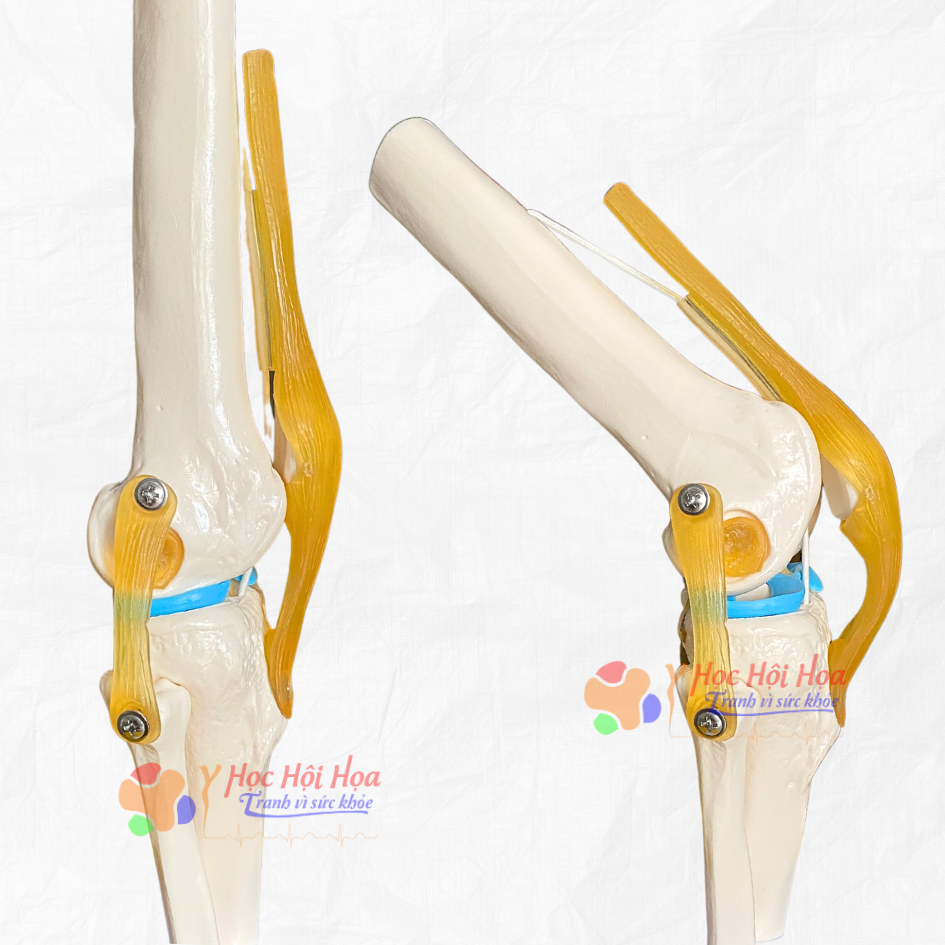 mo-hinh-khop-goi (1)
